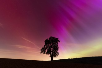 A solitary pear tree at night with aurora borealis. Rhein-Neckar District, Baden-Württemberg,