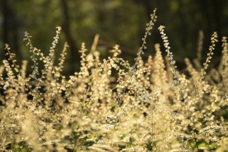 Large witchweed (Circaea lutetiana), faded inflorescences with fruit, backlight at the golden hour
