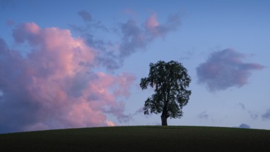 A solitary pear tree in a field, evening, sunset, eye-catching cloudy sky. Rhein-Neckar District,