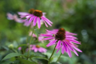 Pink flowers of a coneflower (Echinachea purpurea) in a garden. On the right flower a small green