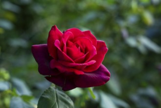 Red flower of a rose, Countess Diana variety, in a garden
