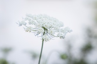 White flower of a wild carrot (Daucus carota) against a light background