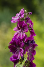Flower of a wild mallow (Malva sylvestris) in purple, blurred background