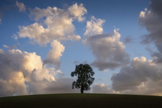 A solitary pear tree in a field, in the evening, eye-catching cloudy sky. Rhein-Neckar District,