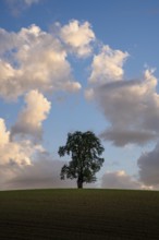 A solitary pear tree in a field, in the evening, eye-catching cloudy sky. Rhein-Neckar District,
