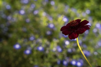 Dark red flower of a chocolate cosmetic (Cosmos atrosanguineus), also chocolate flower, in the