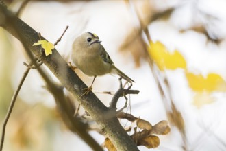 A winter golden chicken (Regulus regulus) sits on a branch in a backdrop of yellow leaves and soft
