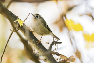A winter golden chicken (Regulus regulus) stands on a branch surrounded by yellow leaves, flooded