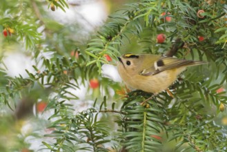 A winter golden chicken (Regulus regulus) sits on the branch of a yew (Taxus baccata) surrounded by