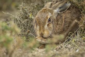 European brown hare (Lepus europaeus) adult animal resting, England, United Kingdom