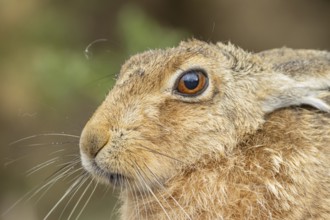 European brown hare (Lepus europaeus) adult animal head portrait, England, United Kingdom