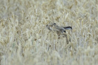 European brown hare (Lepus europaeus) adult animal eating a wheat plant sheath in a farmland field