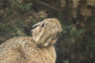 European brown hare (Lepus europaeus) adult animal washing itself, England, United Kingdom