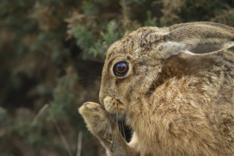 European brown hare (Lepus europaeus) adult animal washing its foot, England, United Kingdom