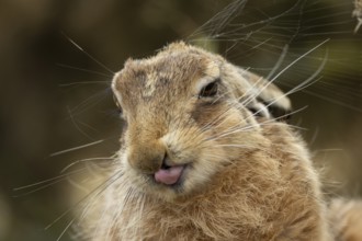 European brown hare (Lepus europaeus) adult animal showing humour or funny behaviour sticking its