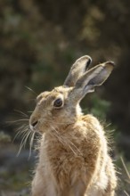 European brown hare (Lepus europaeus) adult animal head portrait, England, United Kingdom