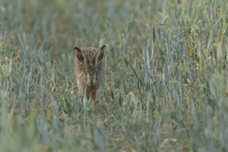 European brown hare (Lepus europaeus) adult animal running in a farmland wheat crop field in