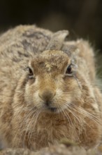 European brown hare (Lepus europaeus) adult animal resting, England, United Kingdom