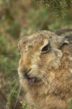 European brown hare (Lepus europaeus) adult animal showing humour or funny behaviour sticking its