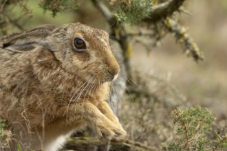 European brown hare (Lepus europaeus) adult animal stretching its front feet, England, United