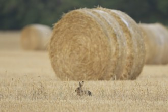European brown hare (Lepus europaeus) adult animal resting in a farmland field in summer with straw
