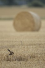 European brown hare (Lepus europaeus) adult animal resting in a farmland field in summer with straw