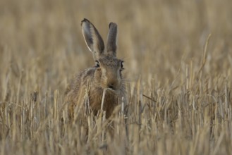 European brown hare (Lepus europaeus) adult animal eating a wheat plant sheath in a farmland