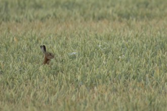 European brown hare (Lepus europaeus) adult animal in a farmland wheat crop field in summer,