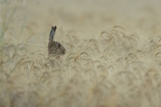 European brown hare (Lepus europaeus) adult animal in a farmland barley crop field in summer,
