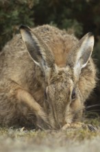 European brown hare (Lepus europaeus) adult animal washing its foot, England, United Kingdom