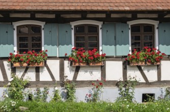 Half-timbered house with green-white painted shutters and red geraniums in flower boxes, Hohwiller,