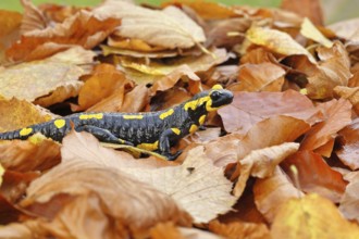Fire salamander (Salamandra salamandra), in a beech forest on autumn leaves, autumn, Wilnsdorf,
