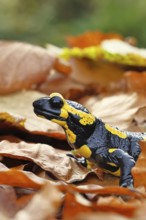 Fire salamander (Salamandra salamandra), in a beech forest on autumn leaves, autumn, animal
