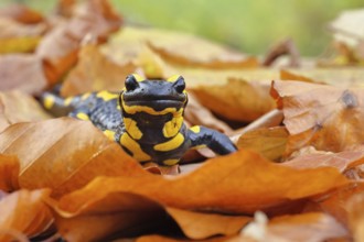 Fire salamander (Salamandra salamandra), in a beech forest on autumn leaves, autumn, animal