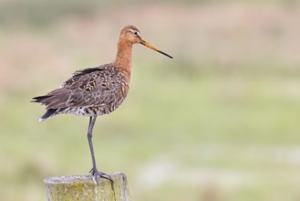 Blacktail (Limosa limosa), sitting room, on a fence post, snipe birds, wildlife, nature