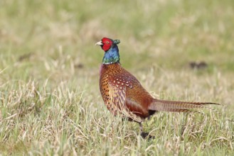 Pheasant, hunting pheasant (Phasianus colchicus), adult male bird in a meadow, wildlife, lembruch,