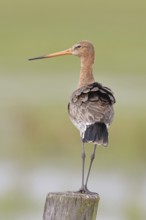 Blacktail (Limosa limosa), sitting room, on a fence post, snipe birds, wildlife, nature