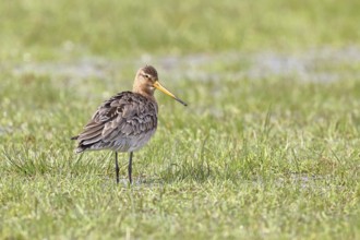 Blacktail (Limosa limosa) runs on the shore of a lake in a moor, snipe birds, wildlife, nature