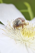 May beetle, field may beetle (Melolontha melolontha), female on the flower of clematis (Clematis),