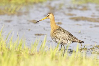 Greenpike (Limosa limosa) runs in shallow water in a moor, snipe birds, wildlife, nature