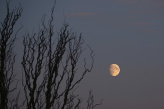 Reddish moon early evening, Darß, Mecklenburg-Western Pomerania, Germany