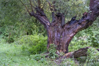 Old willow tree (Salix) split by lightning, Darß, Mecklenburg-Western Pomerania, Germany