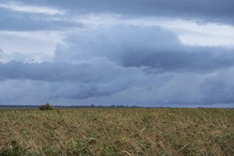 Reed, thatch (Phragmites australis) on the lagoon, dark rain clouds (Nimbostratus), Ahrenshoop,