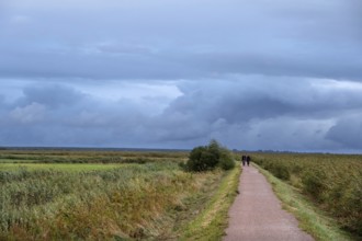 Hiking trail through the lagoon landscape, rain clouds (Nimbostratus), Ahrenshoop, Darß,