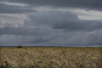 Dark rain clouds (Nimbostratus) above the lagoon, reed, thatch (Phragmites australis), Ahrenshoop,