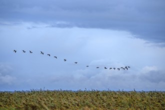 Flying gray geese (Anser anser) over the lagoon with reeds, thatch (Phragmites australis)