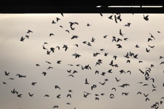 Swarm of pigeons in a city in the sky, autumn, Germany