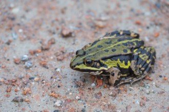Edible Frog (Pelophylax esculentus) on a path, Darß, Mecklenburg-Western Pomerania, Germany