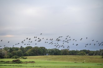 Flying gray geese (Anser anser) across the Darß, Mecklenburg-Western Pomerania, Germany