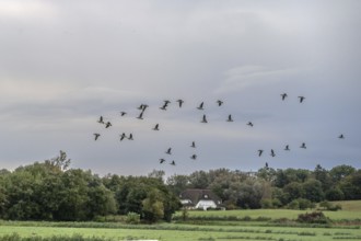 Flying gray geese (Anser anser) over Ahrenshoop, Darß, Mecklenburg-Western Pomerania, Germany